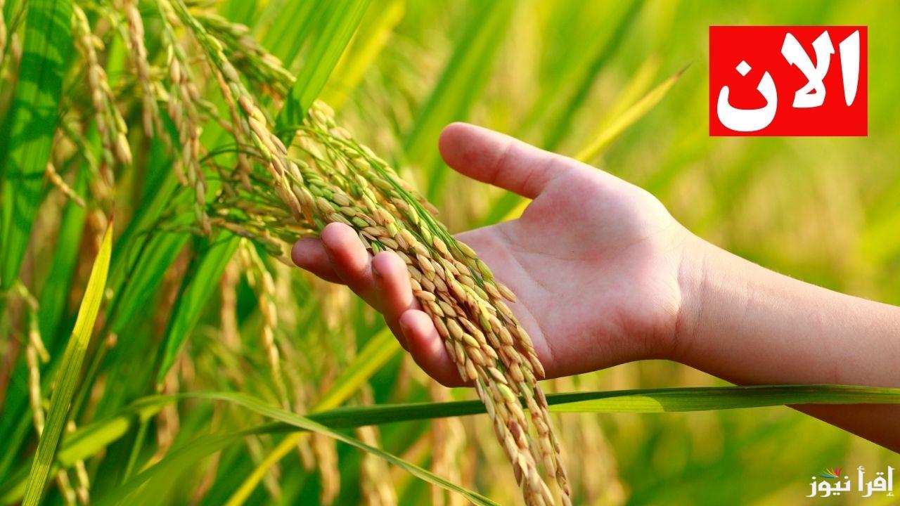 بكام قبل رمضان.. سعر طن الارز الشعير اليوم في مصر 2025