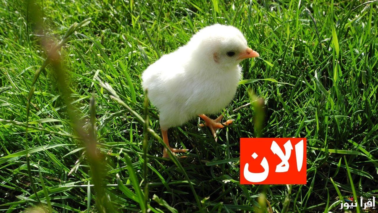 يا مربي الفراخ.. سعر الكتكوت الابيض اليوم الجمعة 14 فبراير 2025 في المزارع والمعامل المصرية ارتفع من جديد