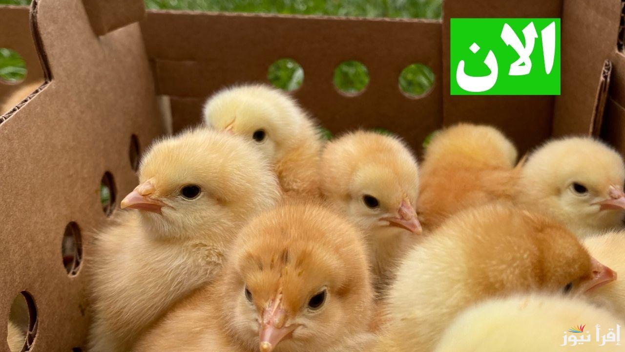 بكام النهاردة.. أسعار الكتاكيت اليوم في جميع المزارع والمعامل المصرية 2025