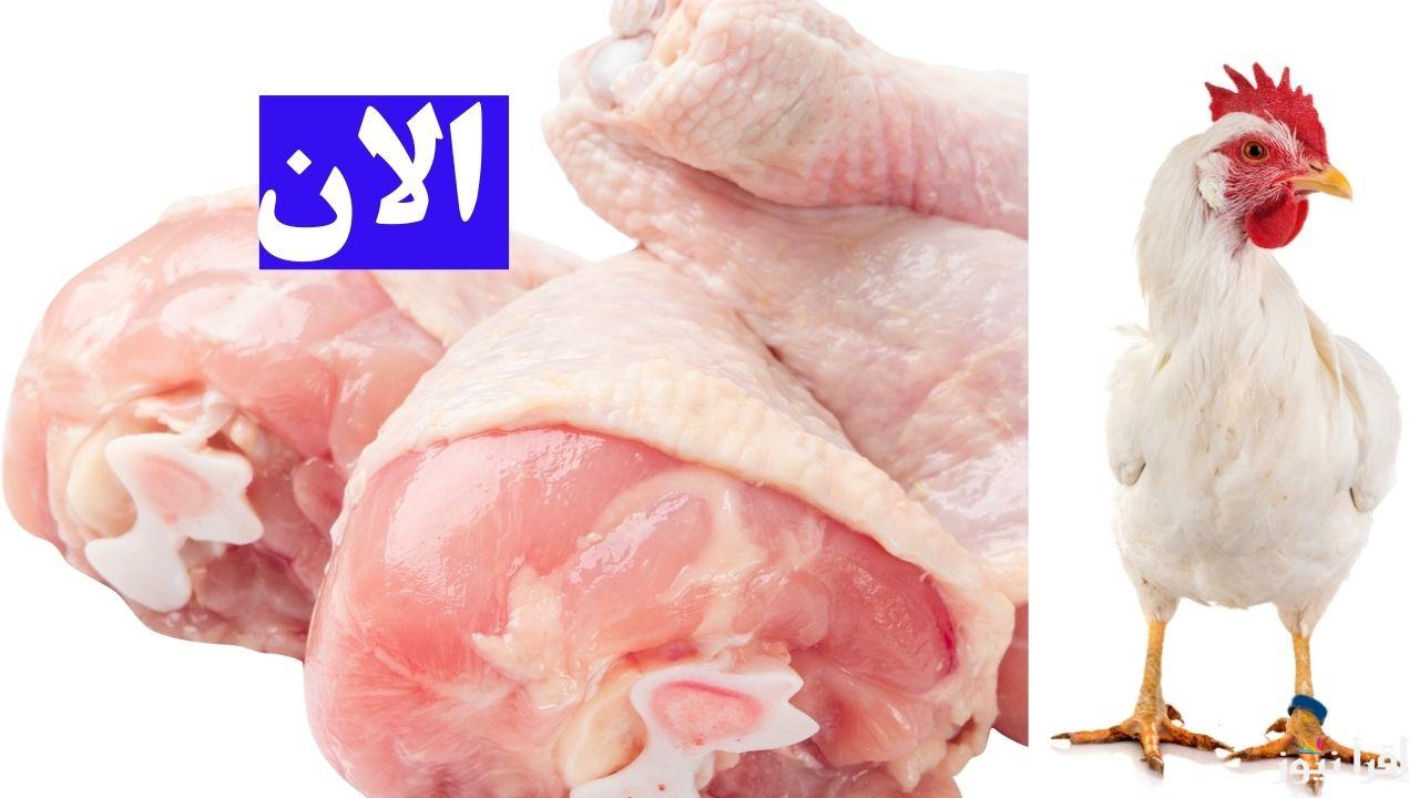 بورصة الدواجن مولعه.. سعر كيلو الفراخ البيضاء اليوم في المزارع 2025