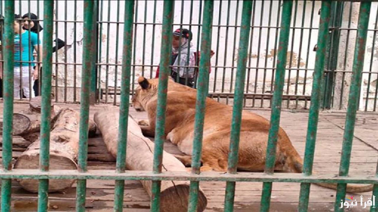 حديقة حيوان الفيوم .. أسد يهاجم حارسه ويتسبب في وفاته وحقيقة إغلاق الحديقة نهائياً