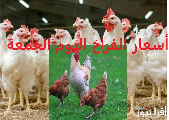 اشتري قبل ماتغلي.. اسعار الفراخ البيضاء اليوم الجمعة 14فبراير 2025 ” الساسو والبلدي والأمهات” في بورصة الدواجن والسوق