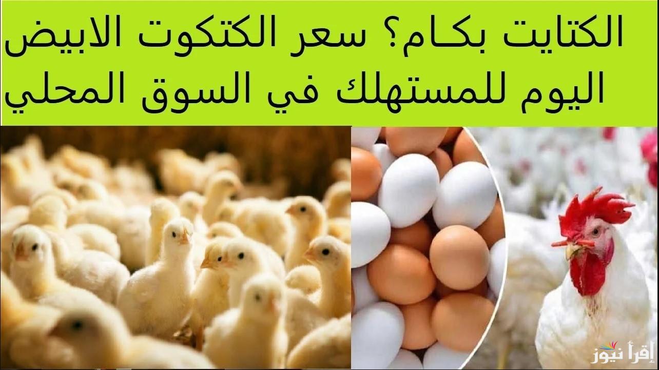 كتاكيت عمر يوم بكم؟ .. سعر الكتكوت الأبيض اليوم عمر يوم 3 فبراير 2025 للمُستهلك في بورصة الدواجن والكتاكيت