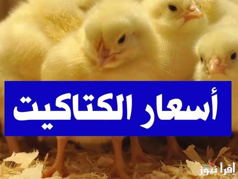 “عمر يوم بكـــام ” سعر الكتكوت الابيض اليوم الاحد 23 فبراير 2025 في الأسواق المصرية