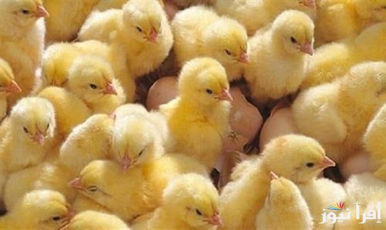 الكتكوته عمر يوم بكام ؟؟ .. سعر الكتكوت اليوم الخميس 20 فبراير 2025 والفراخ البيضاء داخل بورصة الدواجن
