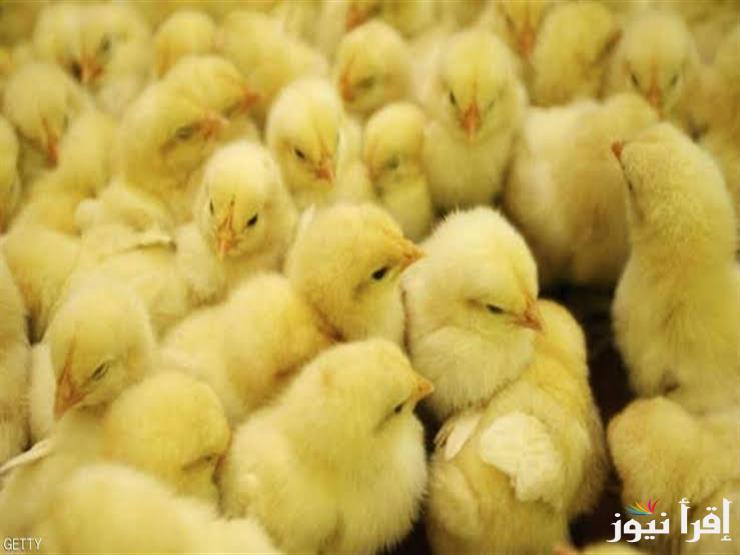 ارتفاع بورصة الدواجن … سعر الكتكوت في مصر والدواجن اليوم السبت 15 فبراير 2025 للمستهلك في الاسواق
