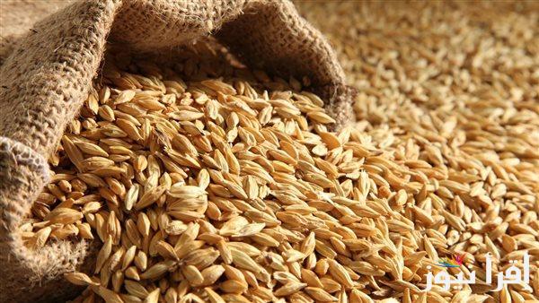 “علي كام الطن النهاردة” سعر طن الأرز الشعير اليوم الأحد 23 فبراير 2025 في الأسواق وفقاً لأخر التعاملات