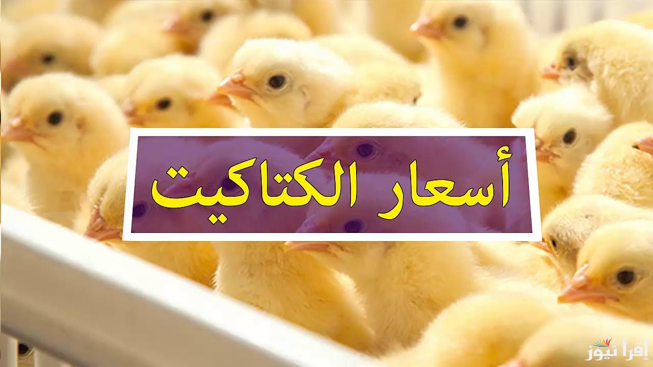 ‎سعر الكتكوت الابيض اليوم الأربعاء 12 فبراير 2025|| أحدث التحديثات في بورصة الدواجن