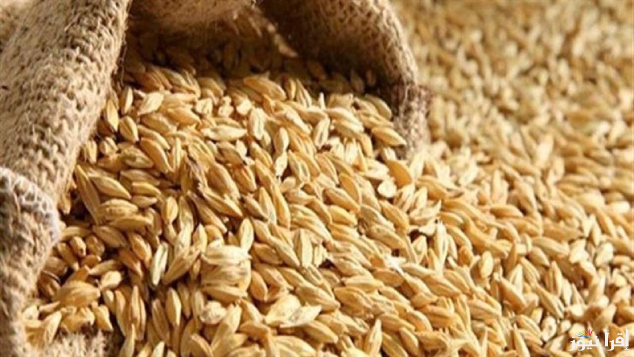 “مفاجأة في الأسعار”.. سعر طن الأرز الشعير اليوم السبت 8 مارس 2025 في الأسواق