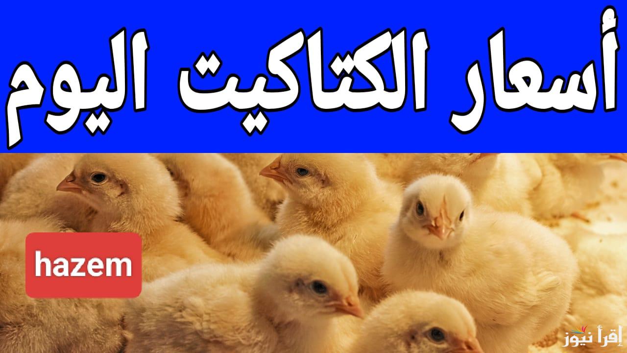 سعر العلف طاير لفوق.. أسعار الكتاكيت اليوم الجمعة 14 مارس 2025 في المزارع والمعامل المصرية