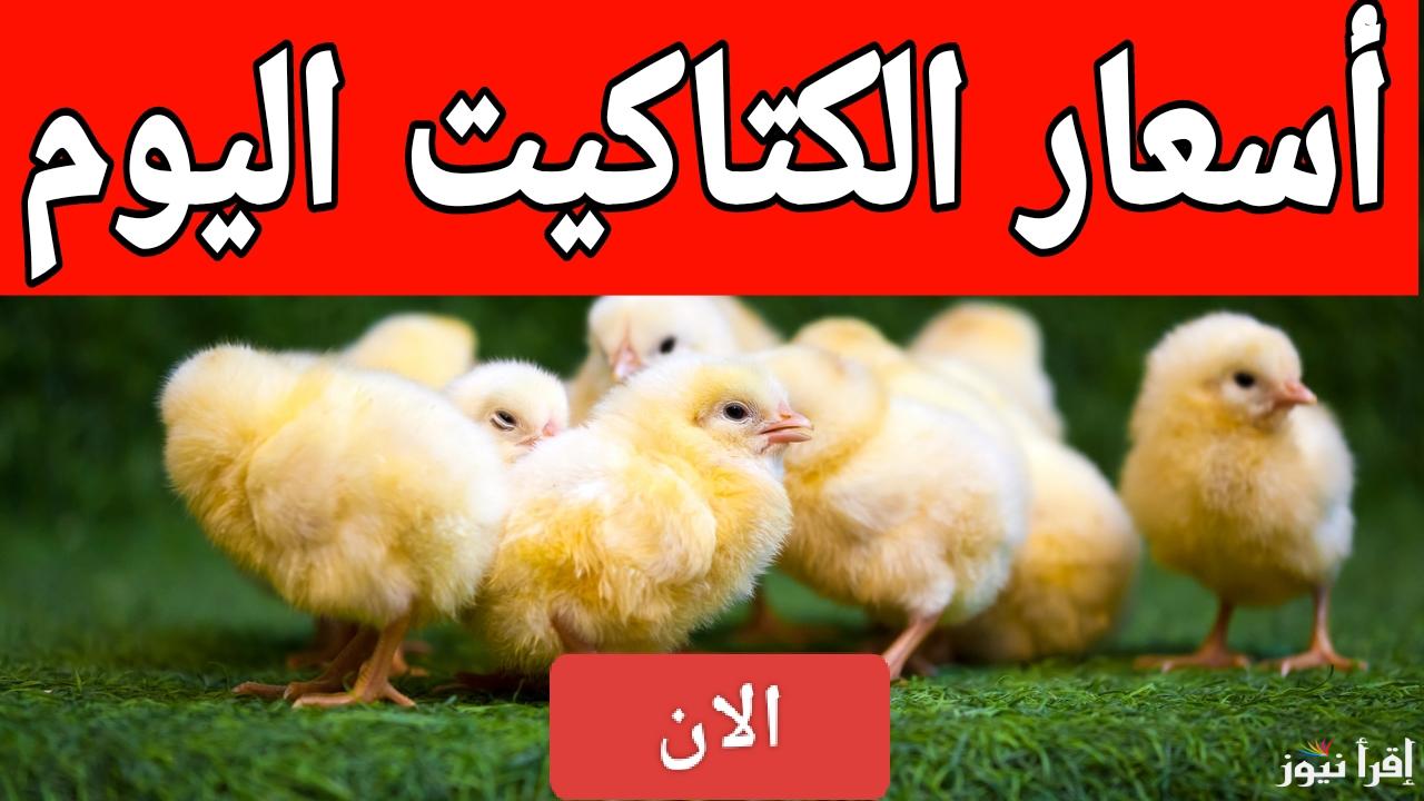 الأسعار النهارده هتفاجئك.. أسعار الكتاكيت اليوم الثلاثاء 4 مارس 2025 في الشركات والمعامل