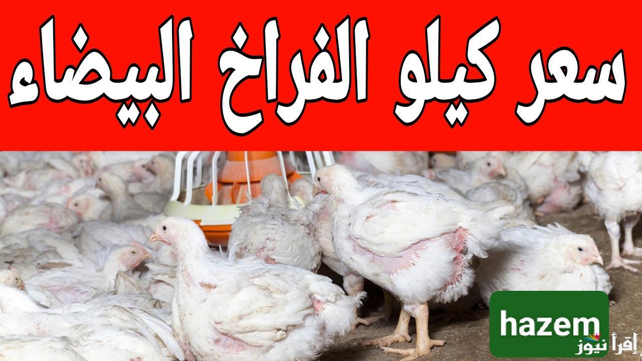 أسعار الدواجن الان مفاجأة.. سعر كيلو الفراخ البيضاء اليوم في المزارع الاربعاء 12 مارس 2025 في مصر
