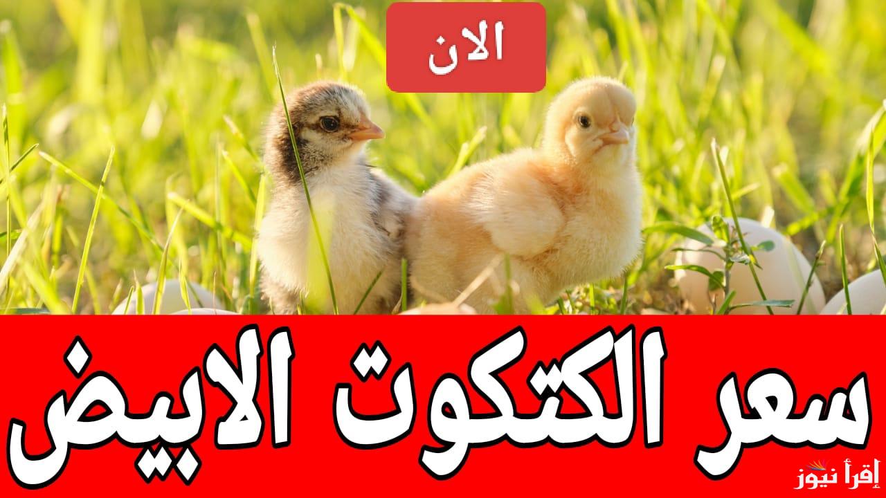 سعر الكتكوت الأبيض الان الجمعة 14 مارس 2025 في المعامل المصرية