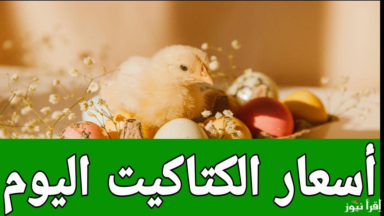 الأسعار النهاردة مولعة.. أسعار الكتاكيت اليوم السبت 15 مارس 2025 في مصر
