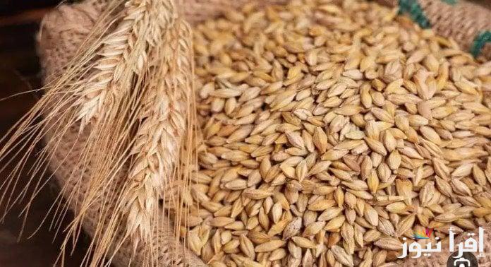 رفيع وعريض الحبة اليوم.. أسعار الأرز الشعير اليوم الاحد 30 مارس 2025 بالكيلو وبالطن في الأسواق المصرية