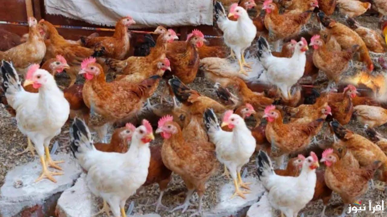 الساسو والبلدي للمستهلك؟ أسعار الفراخ اليوم الأحد 2 مارس 2025 واخر تحديث لكرتونة البيض في السوق المحلي