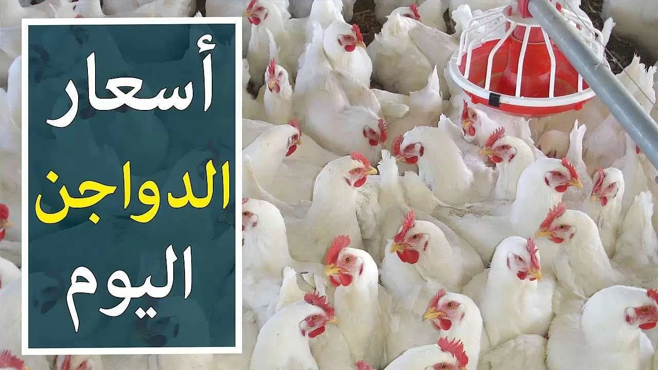 أسعار الفراخ والكتاكيت وكرتونة البيض اليوم 24 مارس 2025 من بورصة الدواجن