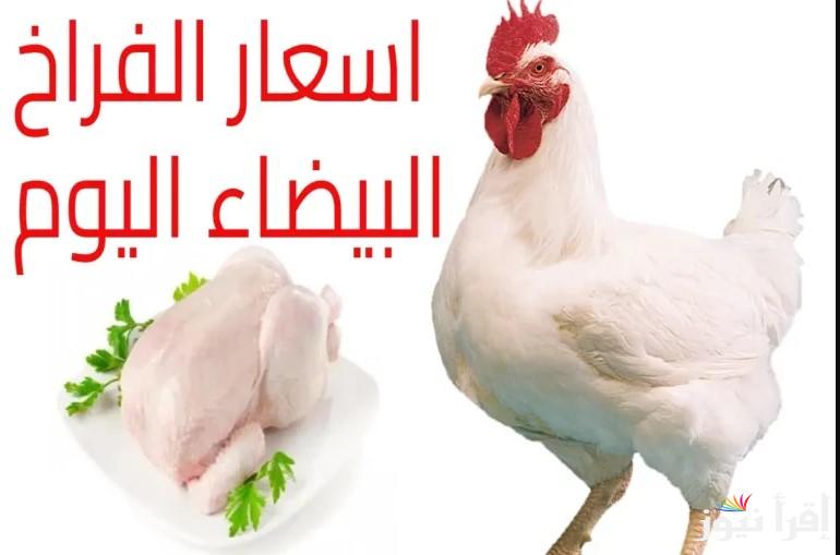 أول تراجع في رمضان.. سعر كيلو الفراخ البيضاء اليوم الاثنين 10 مارس 2025 في البورصة والأسواق