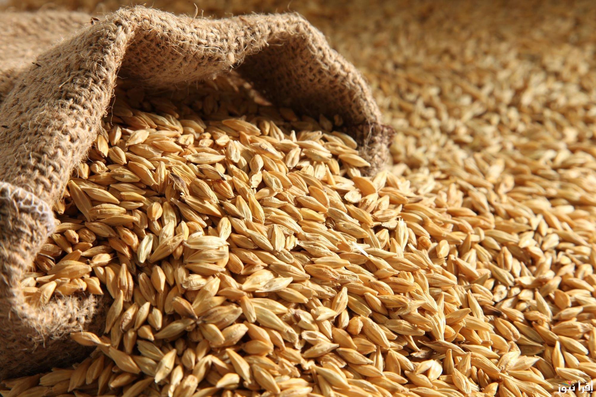 ” الحبة العريضة بكام ؟ ” سعر طن الأرز الشعير اليوم السبت 8 مارس 2025 في الاسواق المصرية
