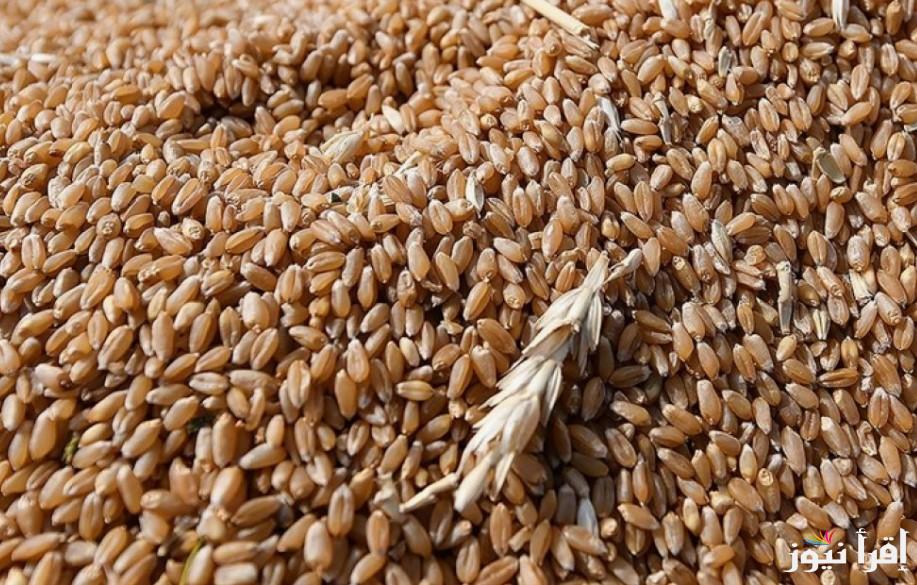 مفاجأة للتاجر انهاردة .. اسعار الأرز الشعير اليوم الاثنين 10 مارس 2025 في الأسواق المحلية المصرية