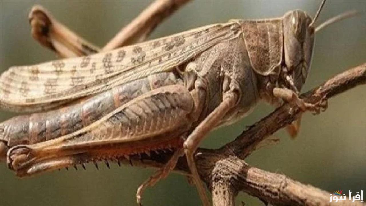 الجراد الصحراوي يقترب وينذر بخطر على المحاصيل وبيان وزارة الفلاحة التونسية بإعلان الطوارئ لحماية المحاصيل