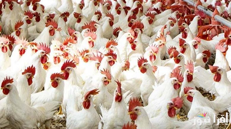 “الكيلو وصل كام دلوقتي” بورصة الدواجن اليوم أسعار الفراخ البيضاء الجمعة 28 مارس 2025 والكتاكيت