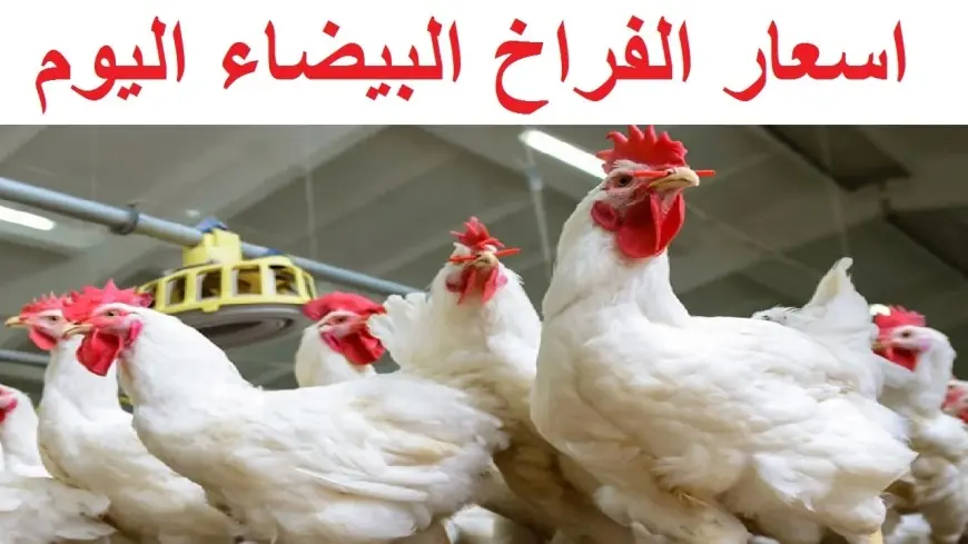 “إلحقي إشتريها” بورصة الدواجن اليوم أسعار الفراخ البيضاء الثلاثاء 25-3-2025 وفقاً لأخر تحديثات
