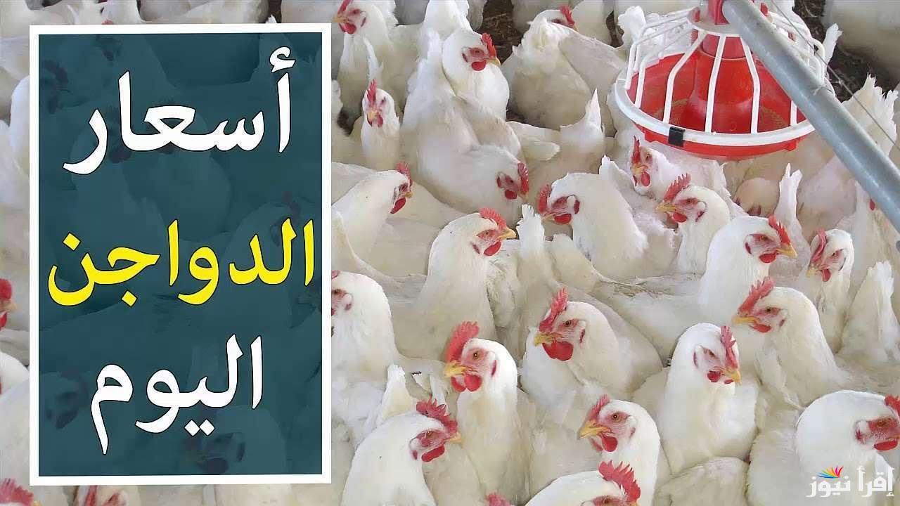 “اشتري قبل ما تغلي” بورصة الدواجن اليوم أسعار الفراخ البيضاء الخميس 20 مارس 2025 وفقاً للتعاملات الأخيرة
