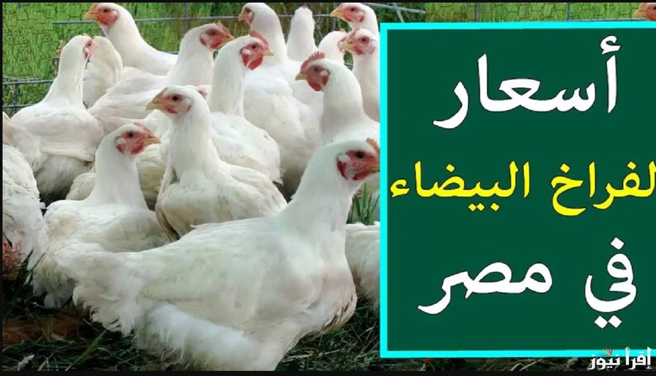 بكام النهاردة ؟ بورصة الدواجن اليوم أسعار الفراخ البيضاء وأسعار الكتاكيت في الأسواق المصرية