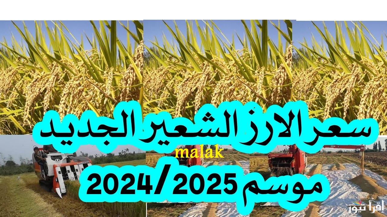 “تراجع جديد” سعر الأرز الشعير اليوم الأحد 9 مارس 2025 في الأسواق المحلية وللمستهلك