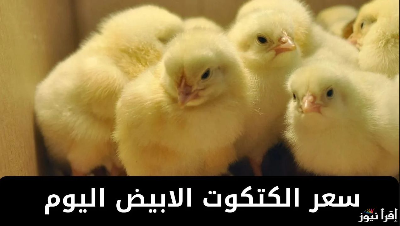 سعر الكتكوت الأبيض اليوم الأربعاء الموافق 12 مارس 2025 وسعر الدواجن في البورصة