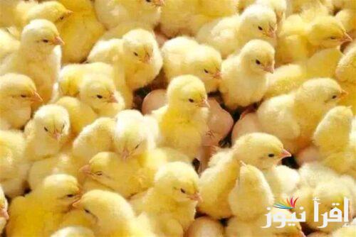 مسيطر علي السوق.. سعر الكتكوت الابيض اليوم الاثنين 10 مارس 2025 للمُستهلك والتاجر واسعار الفراخ