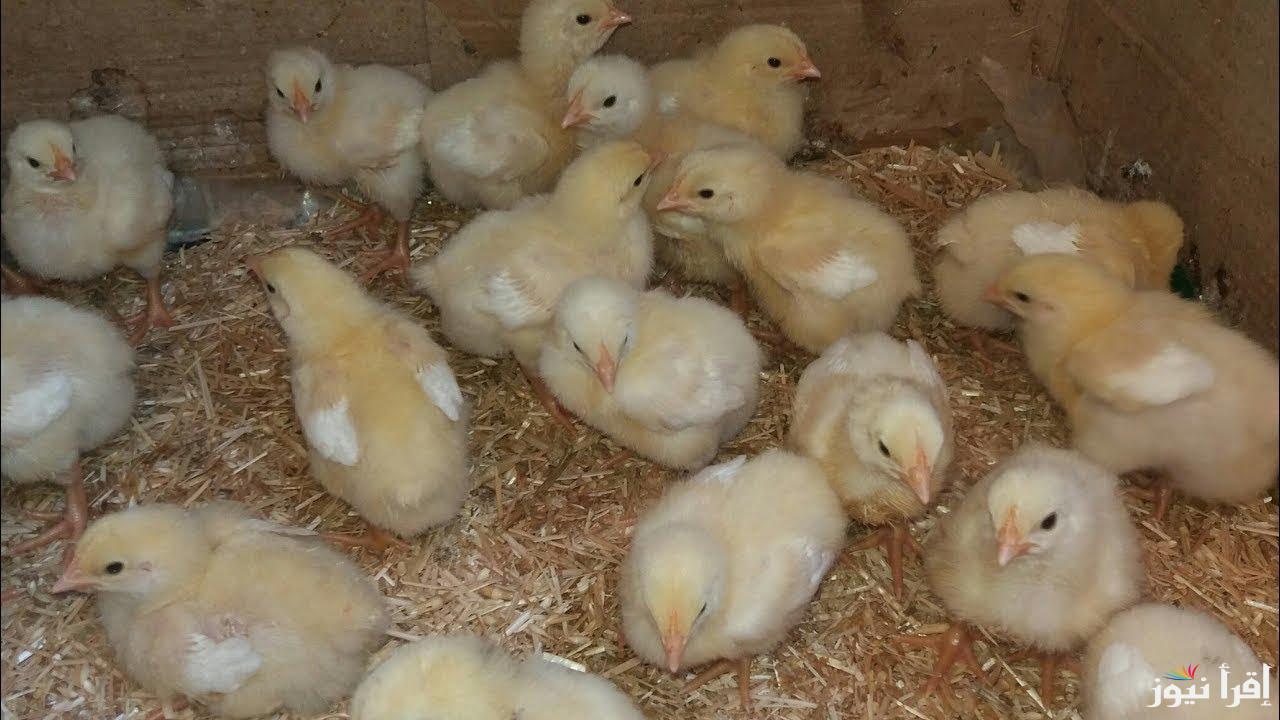ألحقيها قبل العيد .. سعر الكتكوت عمر يوم اليوم الخميس 13مارس 2025 وأسعار الفراخ في الأسواق المحلية