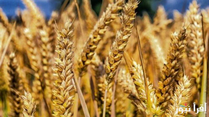 عريض ورفيع الحبة بكام؟ .. سعر طن الأرز الشعير اليوم الاحد 23 مارس 2025 داخل الأسواق المصرية