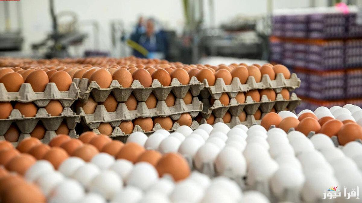 البيضة و2صلت كام؟.. سعر كرتونة البيض اليوم للمستهلك الجمعة 14 مارس 2025