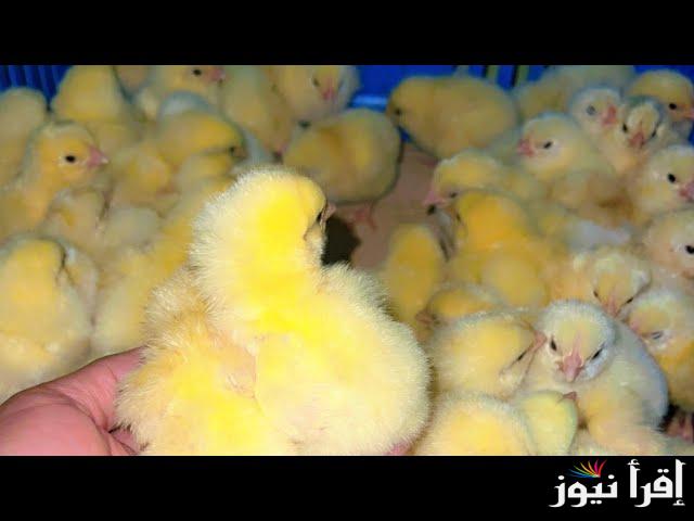 هتبقي نار .. اسعار الكتاكيت اليوم الثلاثاء 11 مارس 2025 ومفاجأة الأسواق للفراخ البيضاء للمستهلك