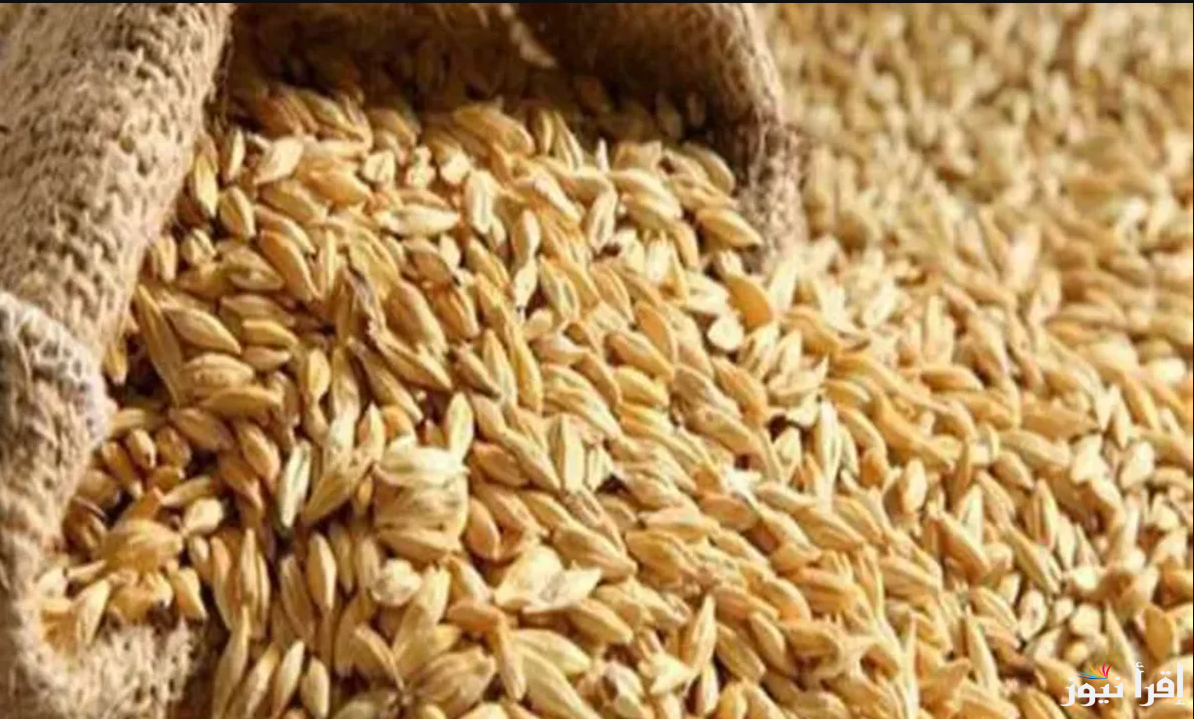 “بكام عريض الحبة”.. سعر طن الأرز الشعير اليوم الاحد 9 مارس 2025 رفيع وعريض الحبة في الأسواق المحلية