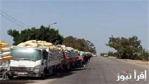 وزير التموين: انطلاقة قوية لموسم توريد القمح المحلي 2025
