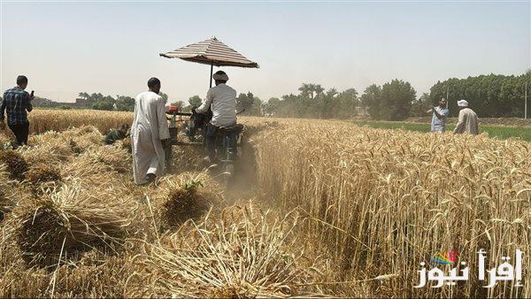 قنا تستهدف توريد 227 ألف طن من القمح في موسم 2025