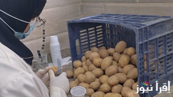الزراعة تتابع حصاد البطاطس في 620 ألف فدان خالية من العفن البني