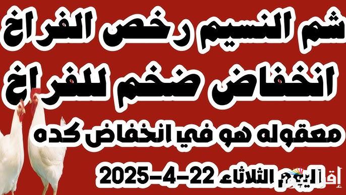 أسعار الفراخ البيضاء الآن في منتصف مبيعات الثلاثاء 22/4/2025 في الأسواق المحلية للتجار والأكيلة