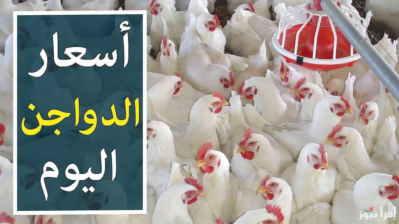 الان تراجع كبير.. بورصة الدواجن اليوم أسعار الفراخ البيضاء اليوم الأربعاء 23 ابريل 2025 في مصر
