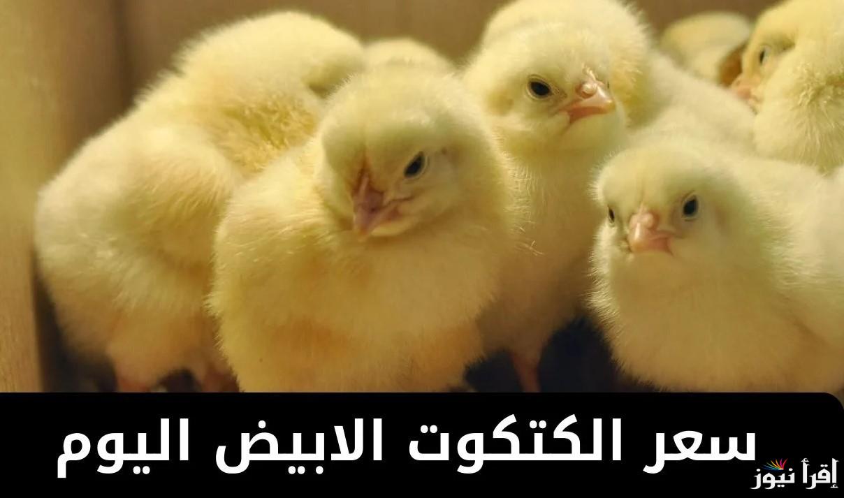 أشتري وربي يست الكل .. سعر الكتكوت اليوم الخميس 24 ابريل 2025 في الأسواق المصرية