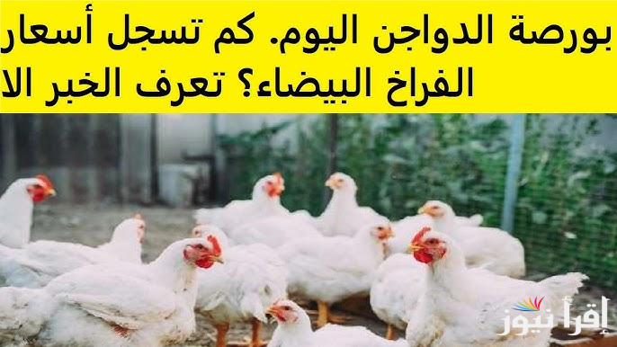 شوف الكيلو بقي بكام؟.. بورصة الدواجن اليوم أسعار الفراخ البيضاء السبت 19 ابريل 2025 في مصر