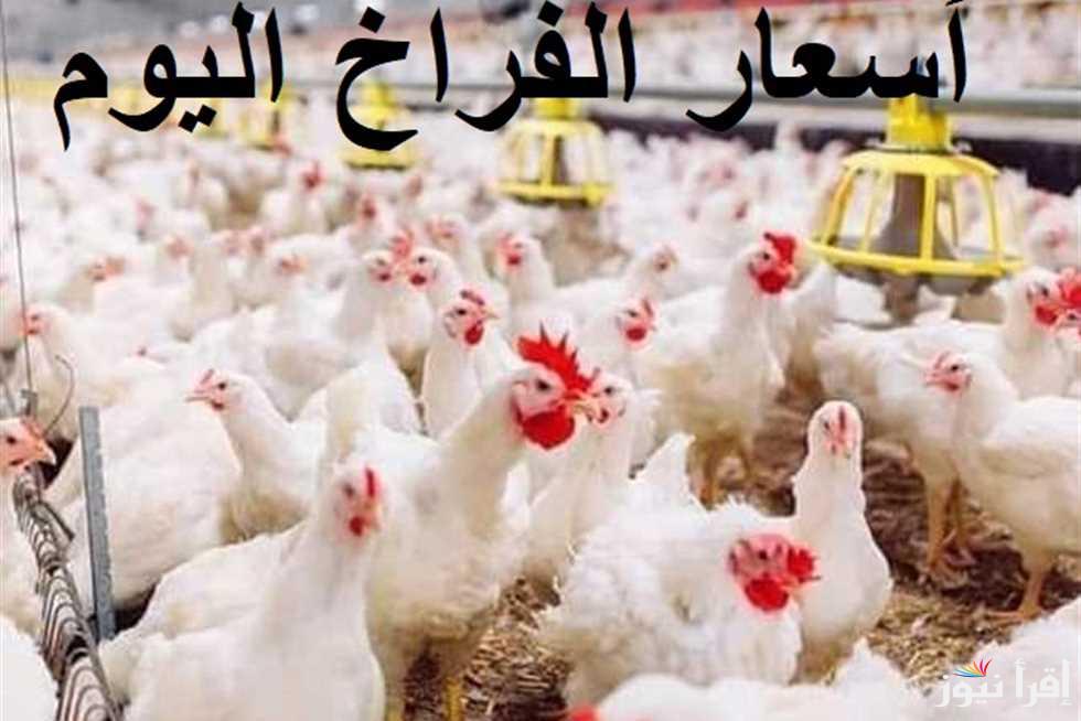 صِدر ولا ورك؟؟ بورصة الدواجن اليوم أسعار الفراخ البيضاء والكتاكيت والبيض في الأسواق المصرية