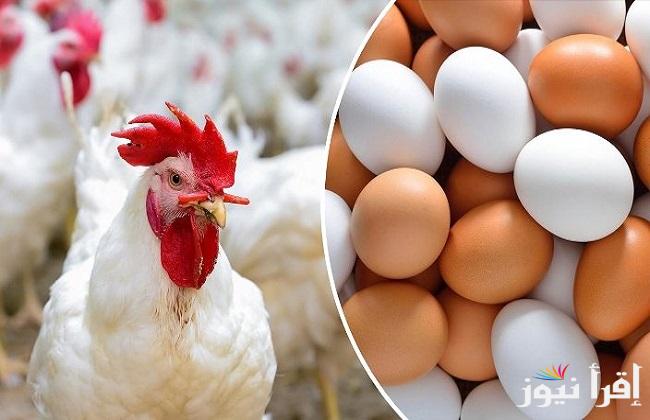 الساسو بكام النهاردة؟؟ بورصة الدواجن اليوم أسعار الفراخ البيضاء وأسعار الكتاكيت والبيض في الأسواق المصرية