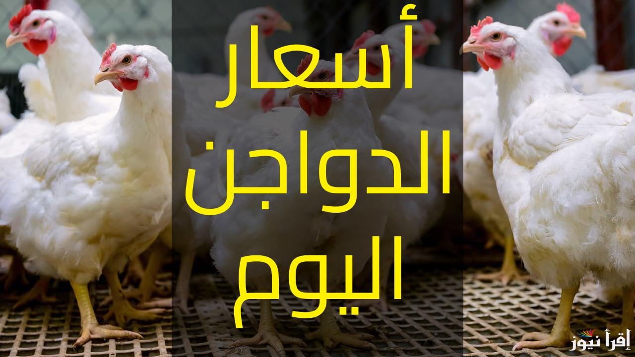 “البلدي عامل كام” بورصة الدواجن اليوم أسعار الفراخ البيضاء الخميس 17 ابريل 2025 في الأسواق المصرية