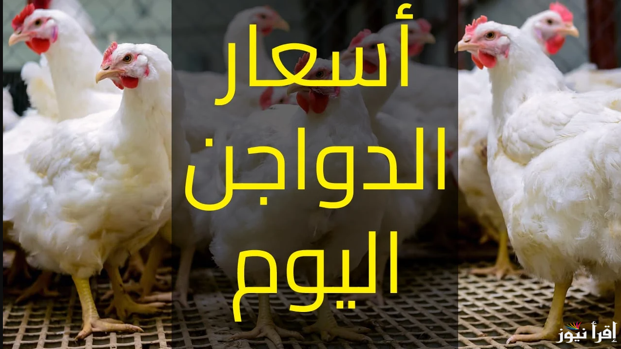 شُربتها تِرُم عضمك … بورصة الدواجن اليوم أسعار الفراخ البيضاء اليوم الاثنين 21 ابريل 2025 في الأسواق المصرية