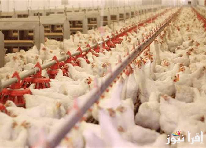 هدوء الأسعار.. بورصة الدواجن اليوم الفراخ البيضاء الأربعاء 23 ابريل 2025 والبلدي للتاجر والمستهلك