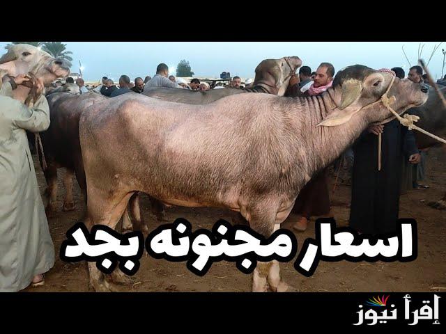 لو بتفكر تضحي: تعرف علي سعر العجول البقري والجاموس قائم اليوم 2025 في مصر